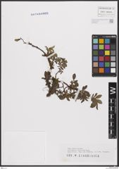 Foto von Salix breviserrata Flod.